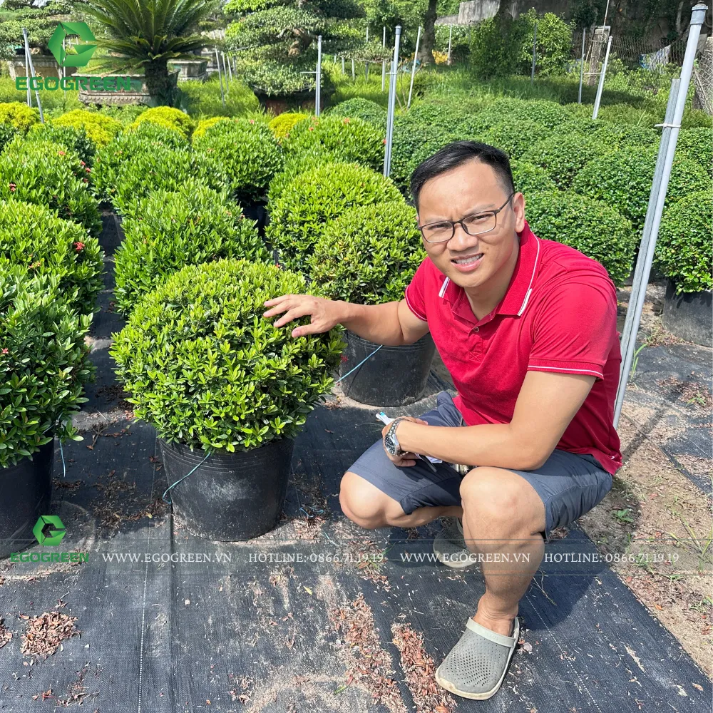 Lưu ý: Chọn cây theo lượng nắng, gió, hướng sáng từng khu vực. Không nên đặt cây ưa nắng vào nhà tối hoặc ngược lại.